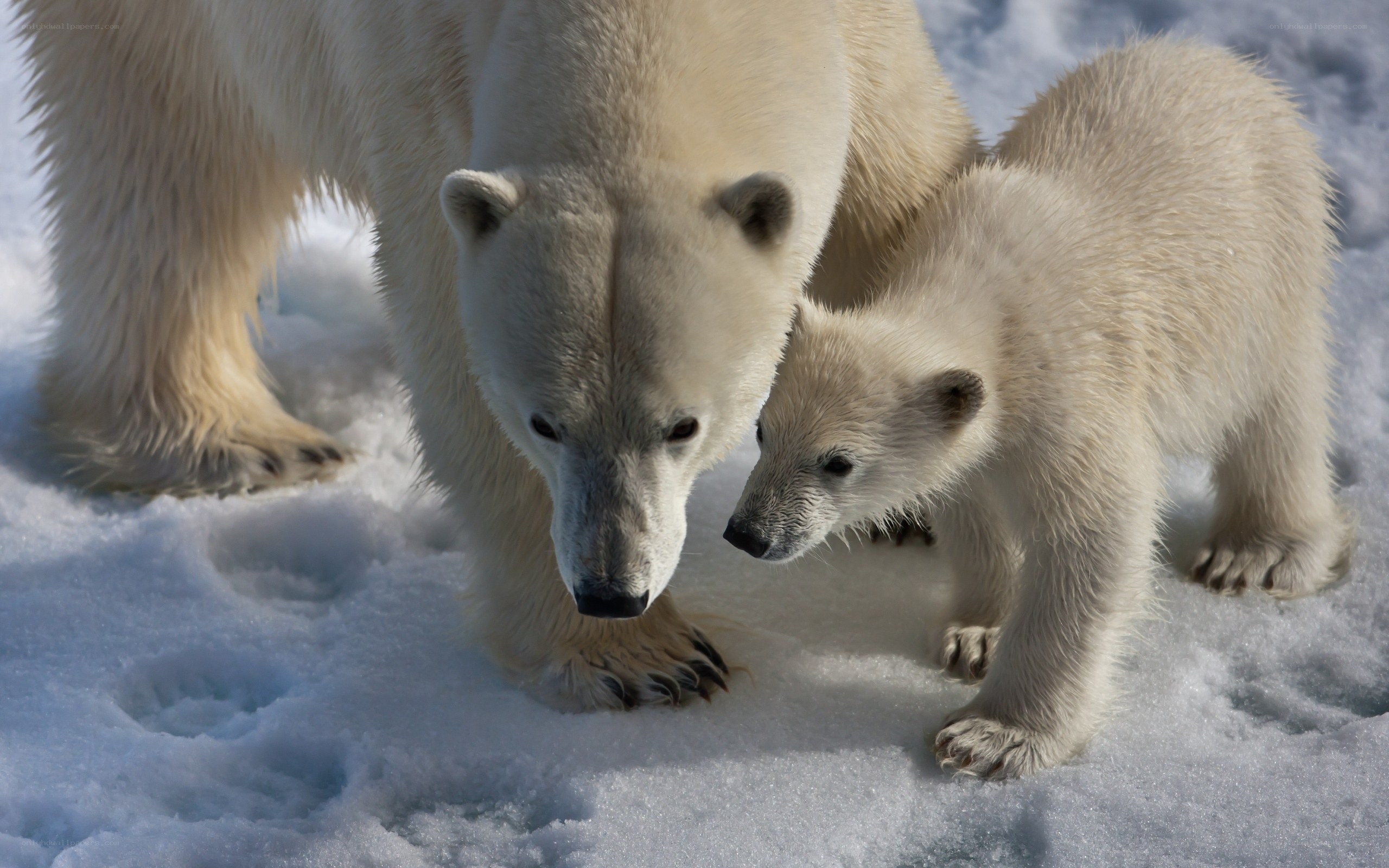 Polar bear and cub in snow