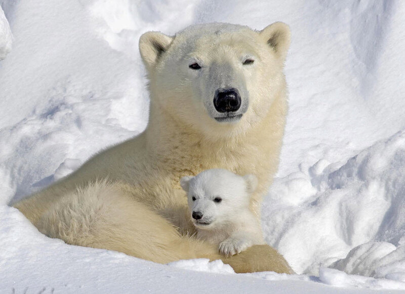 Polar bear and cub in snow