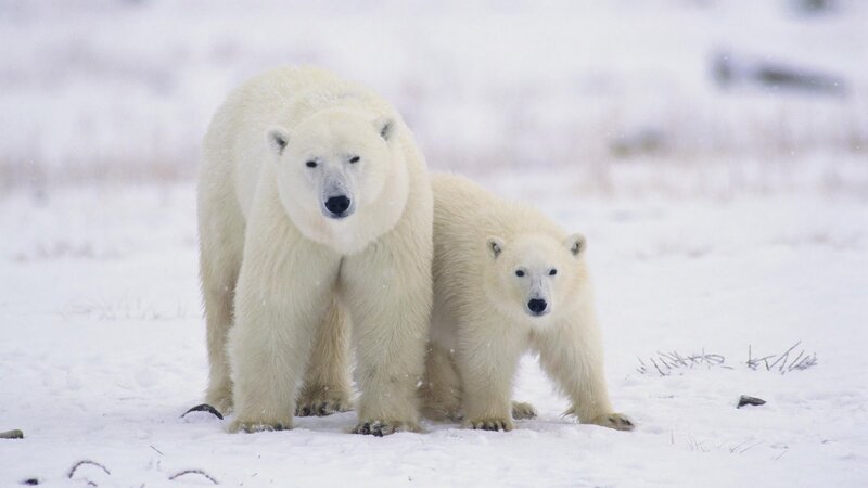 Polar bear and cub in snow
