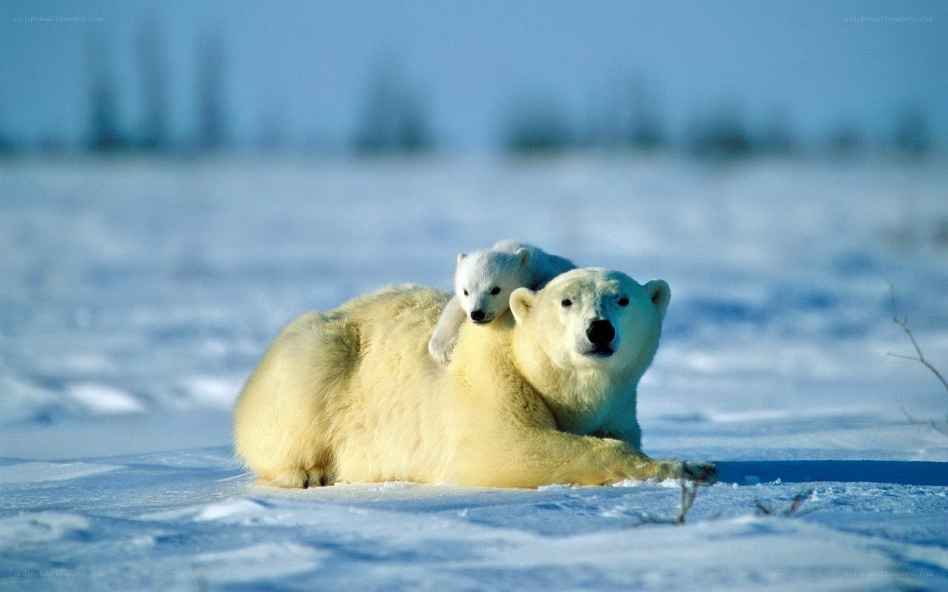 Polar bear and cub in snow