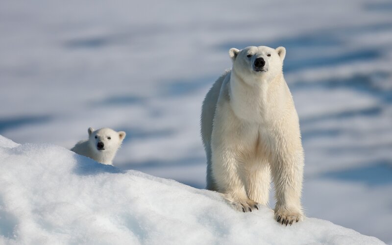 Polar bear and cub on ice