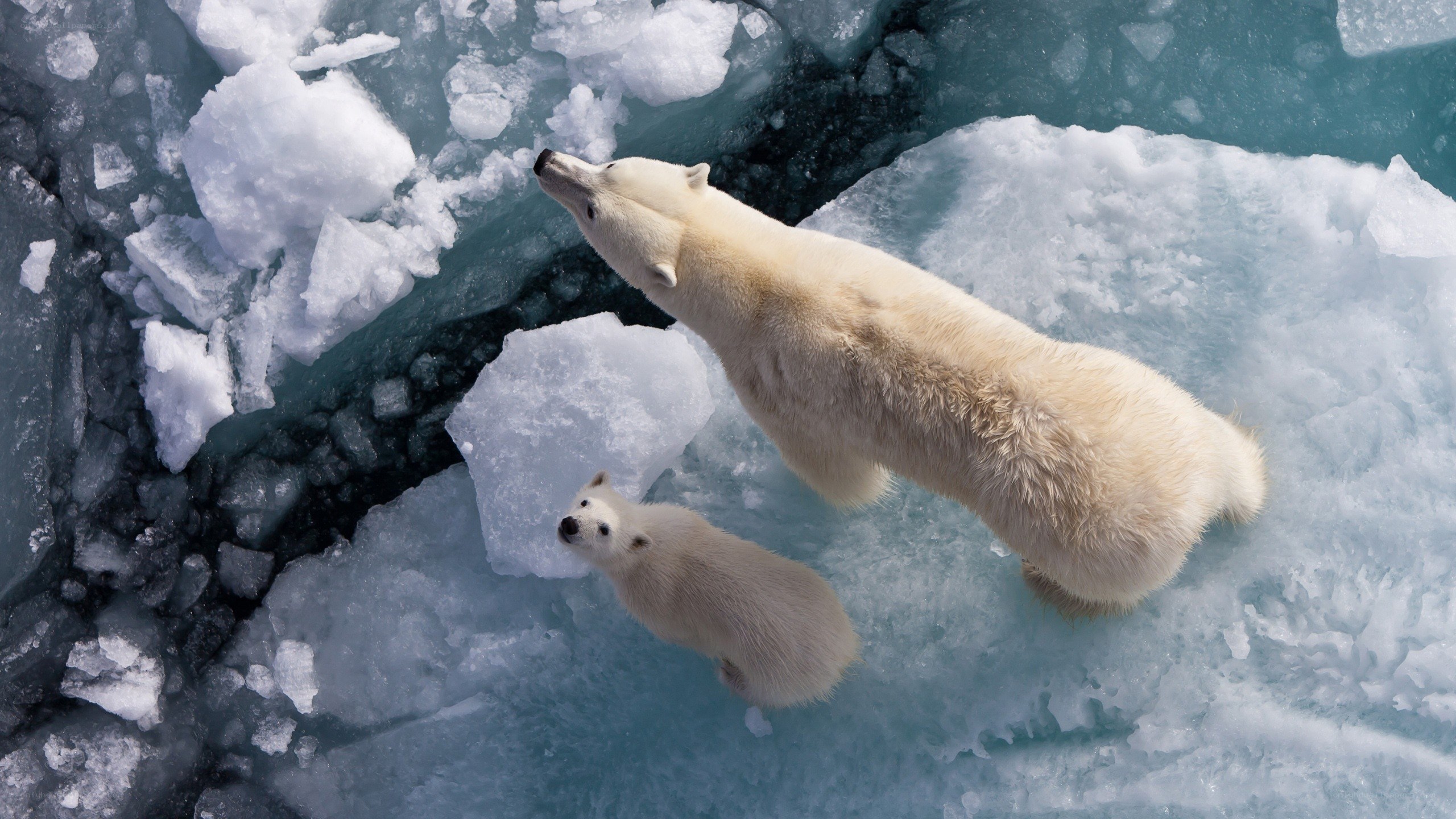 Polar bear and cub on ice
