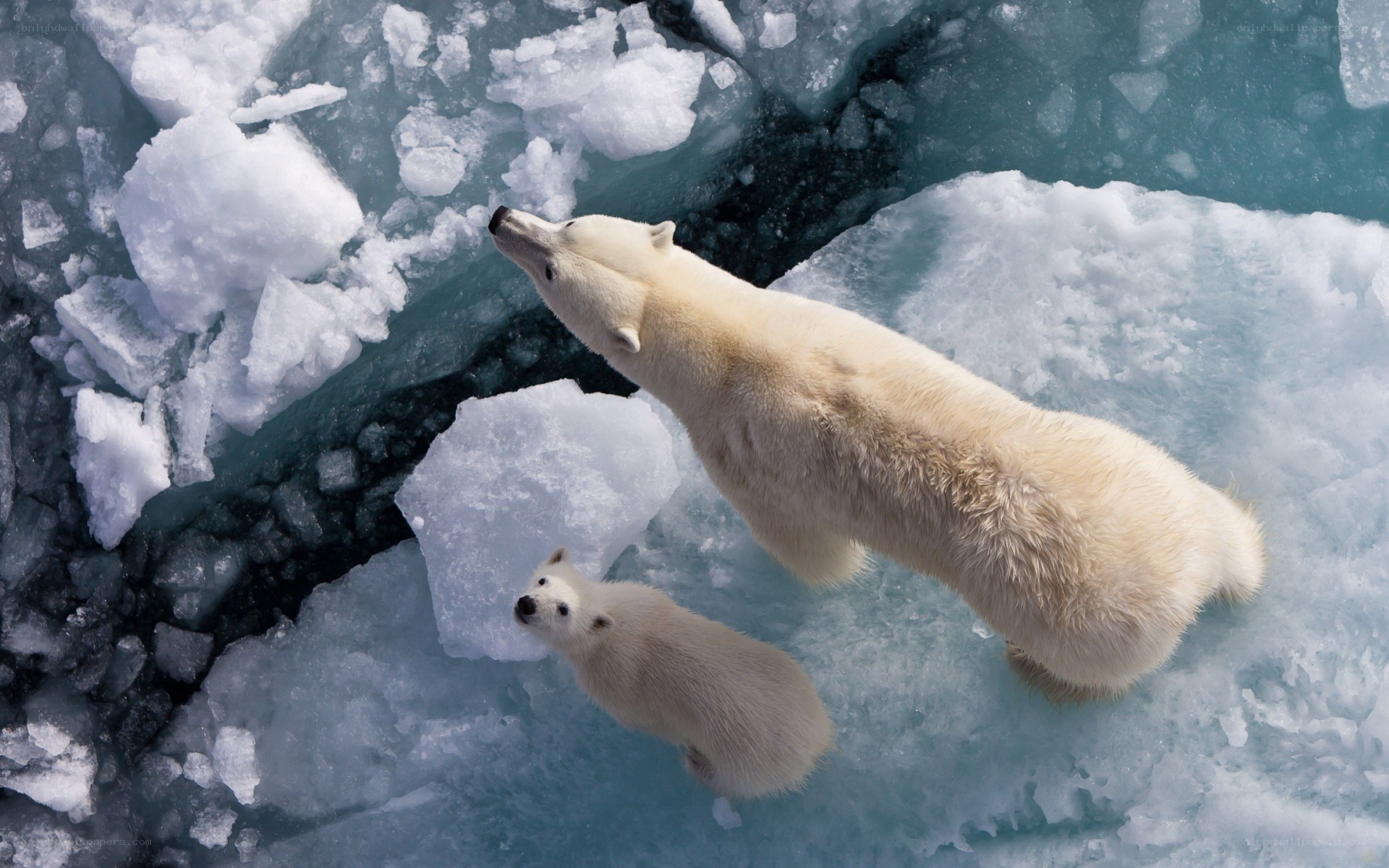 Polar bear and cub on ice