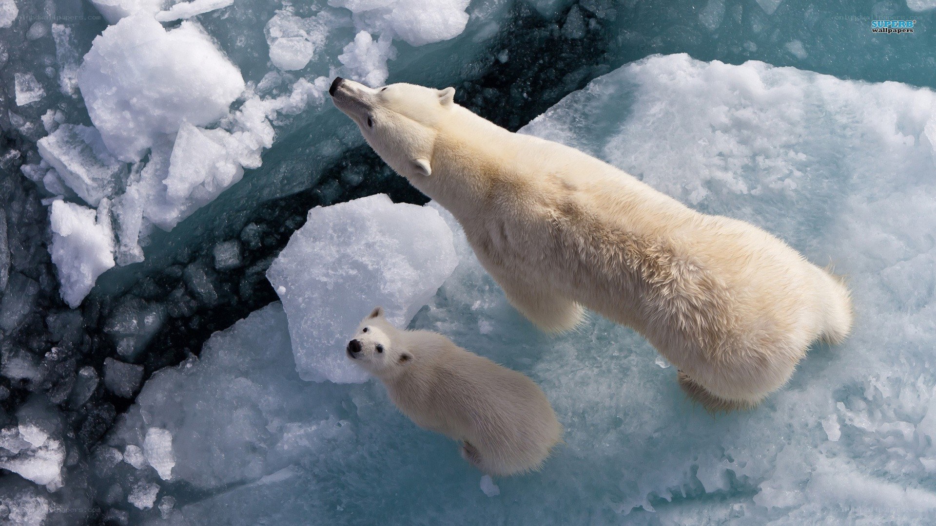 Polar bear and cub on ice