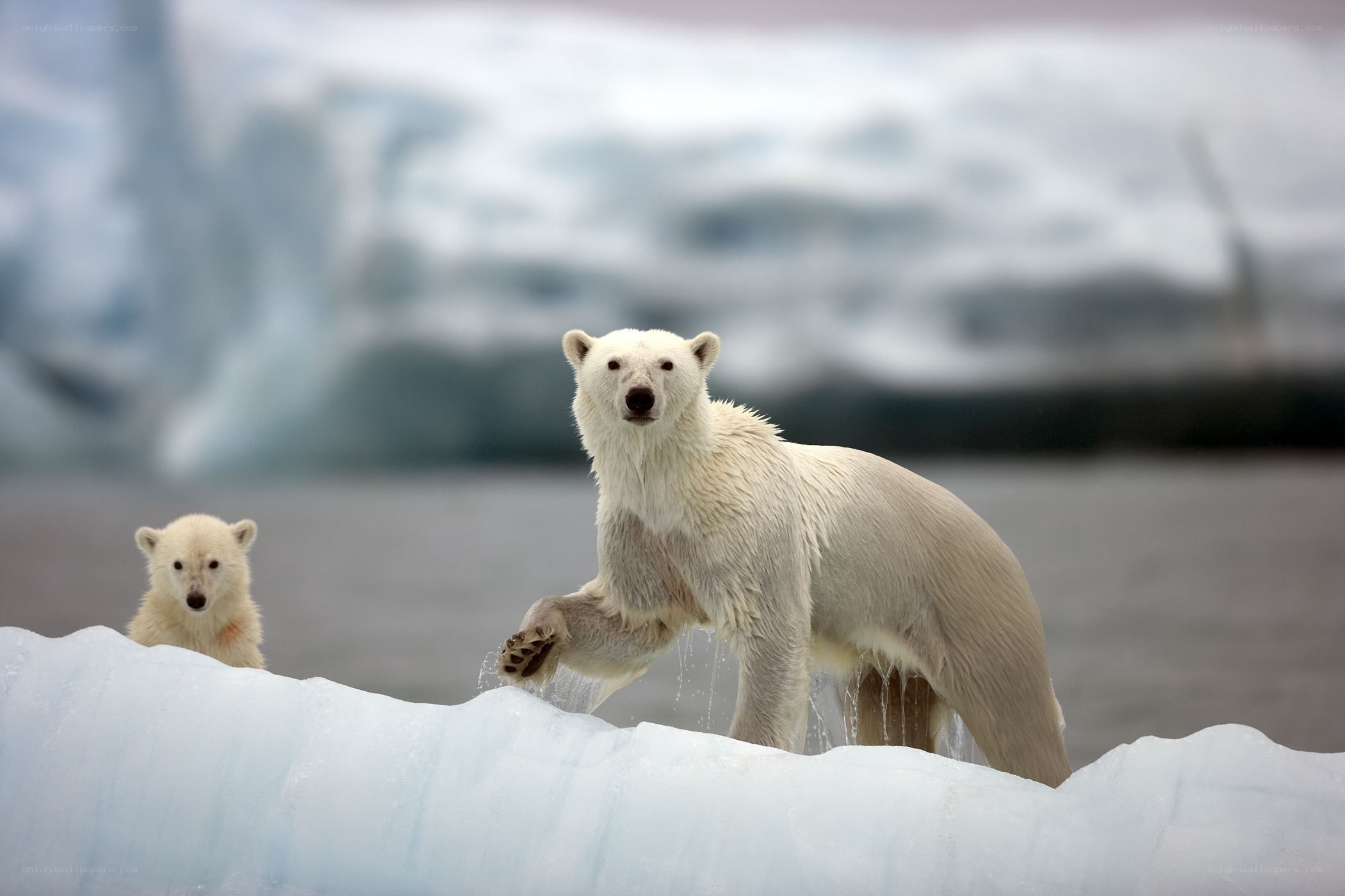 Polar bear and cub on ice