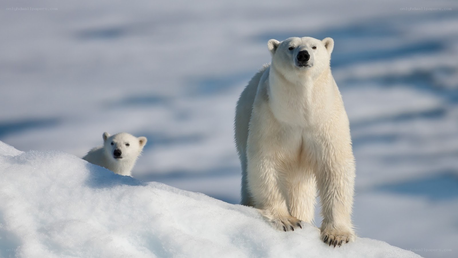 Polar bear and cub on ice