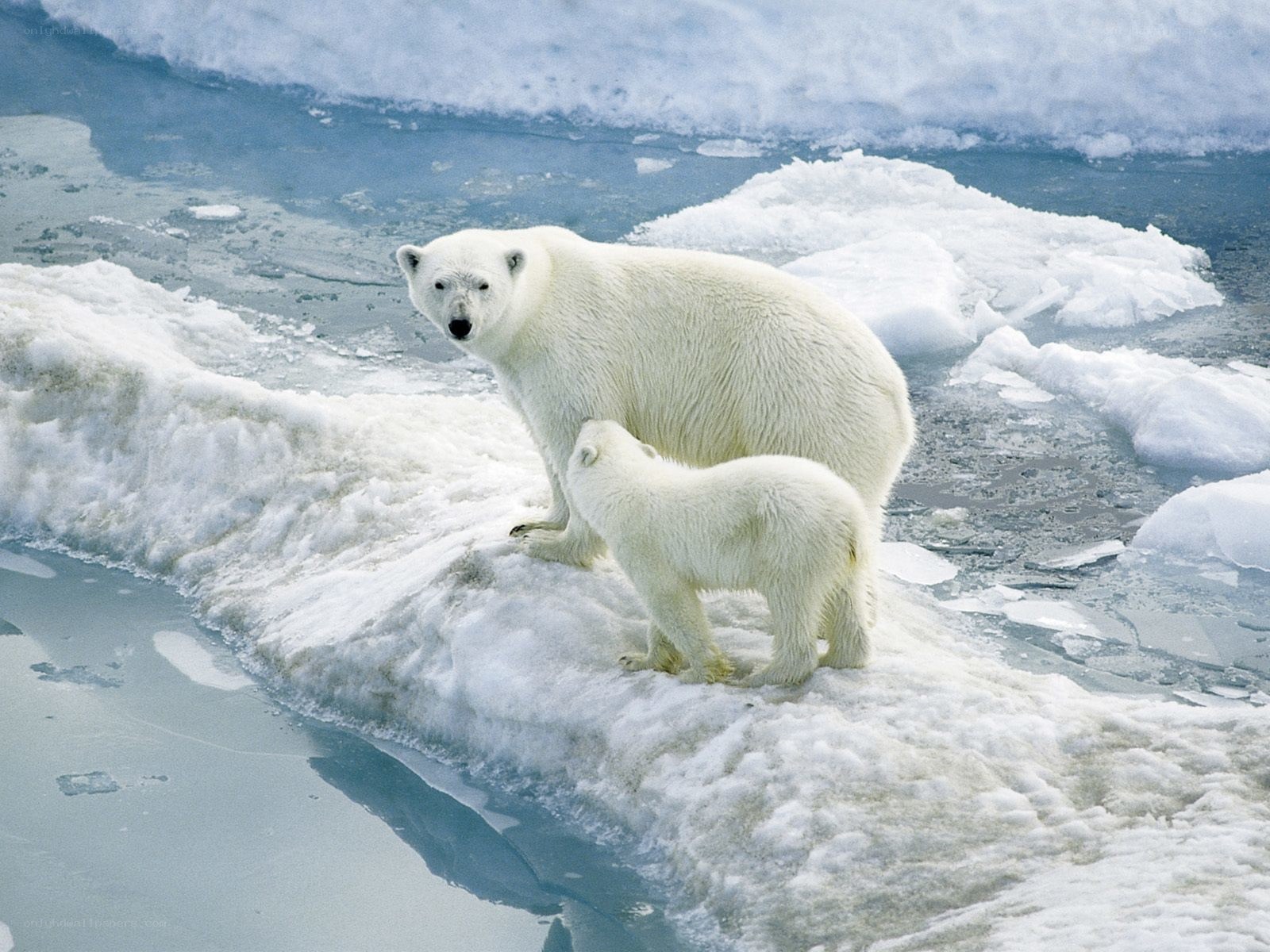 Polar bear and cub on ice
