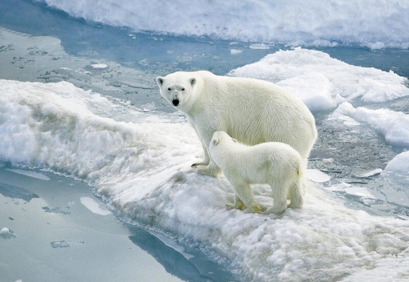 Polar bear and cub on ice