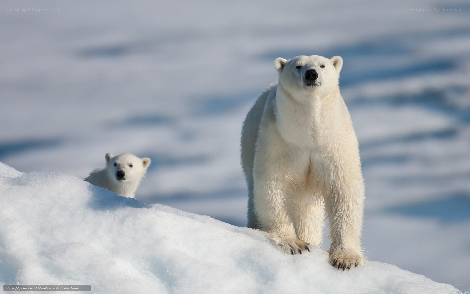 Polar bear and cub on ice