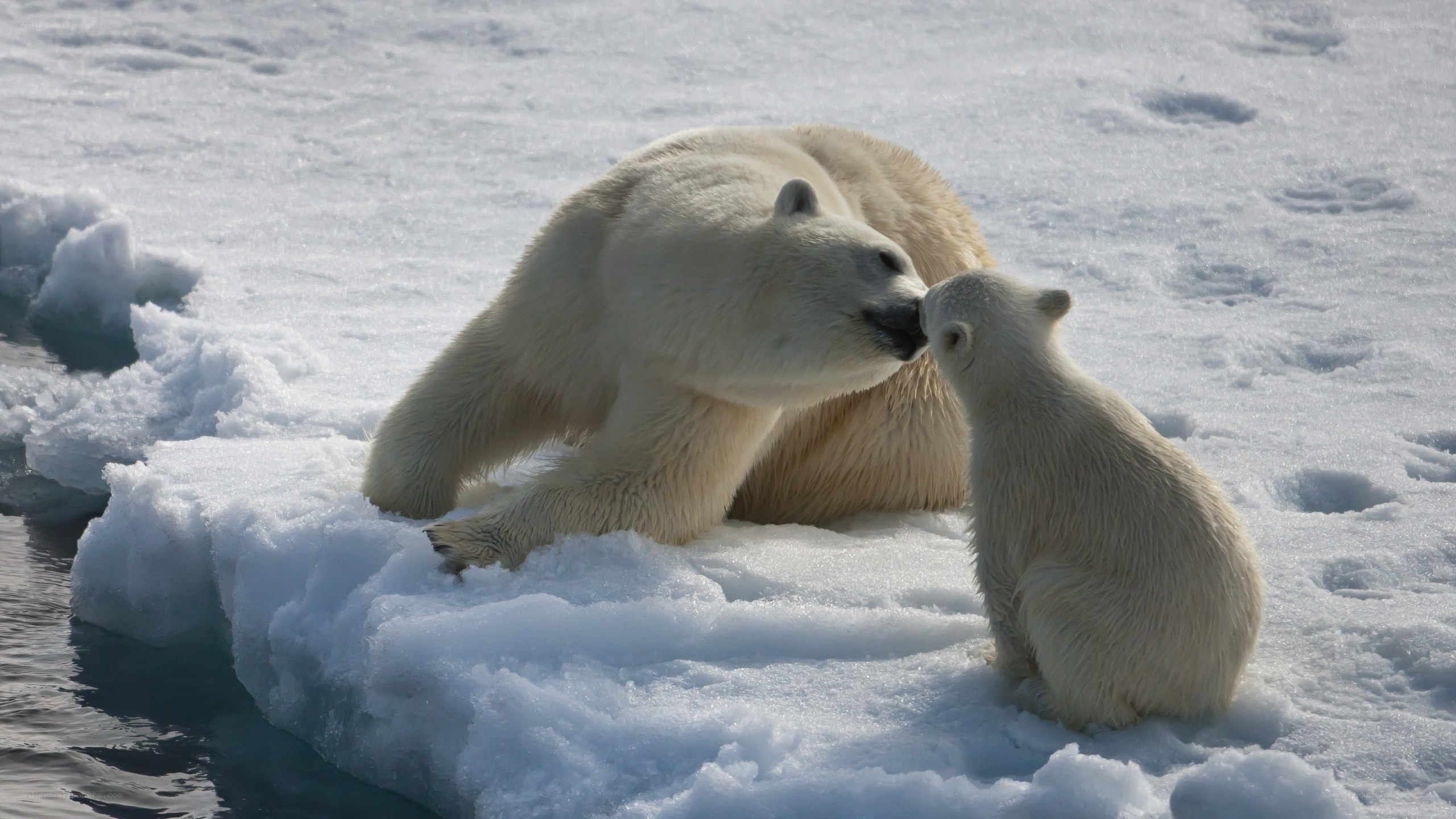 Polar bear and cub on ice