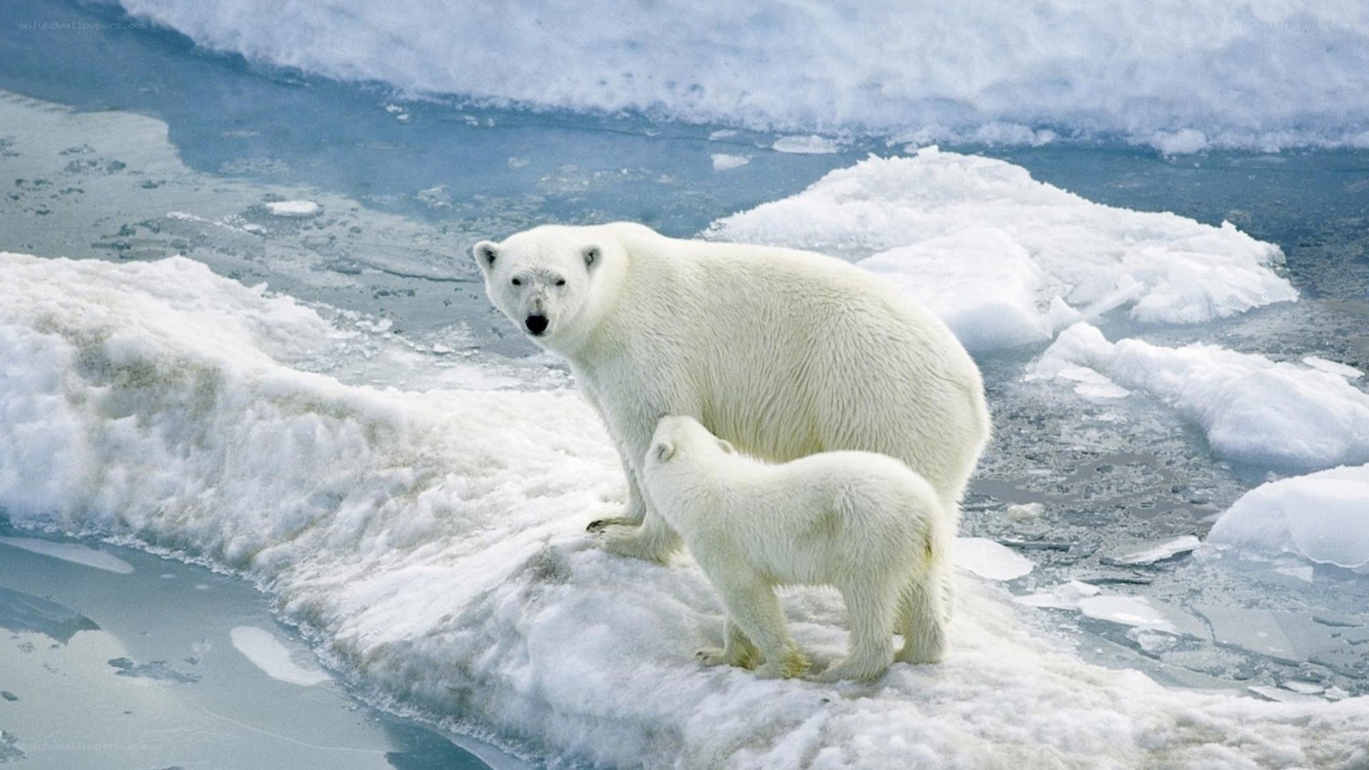 Polar bear and cub on ice