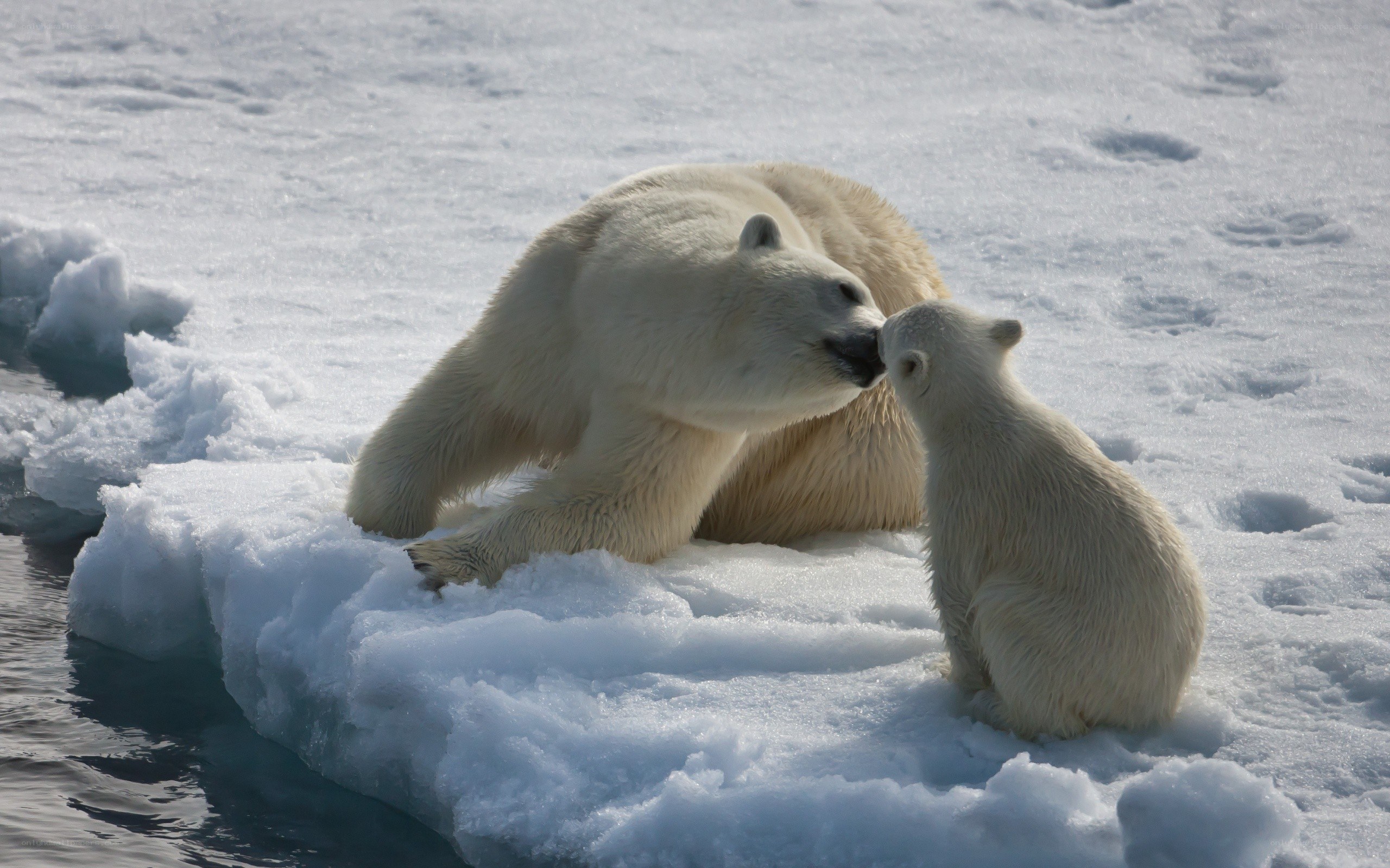 Polar bear and cub on ice