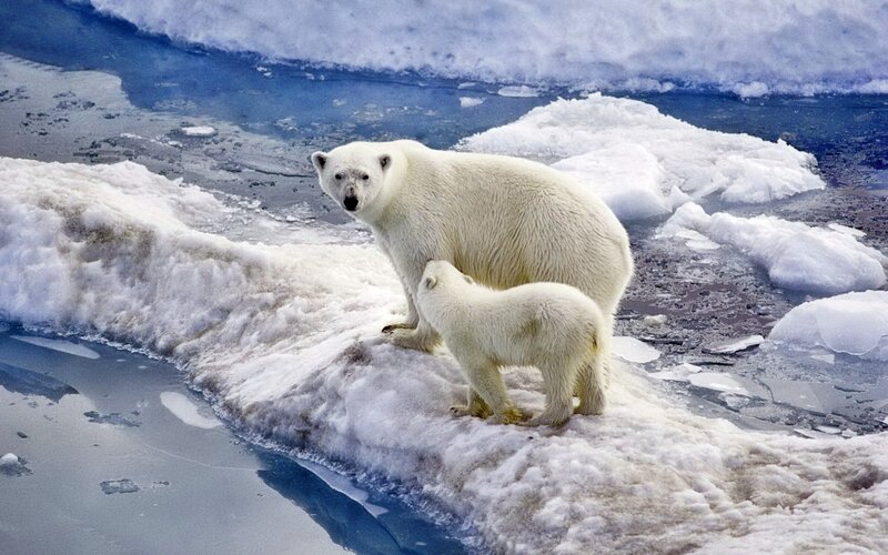 Polar bear and cub on ice