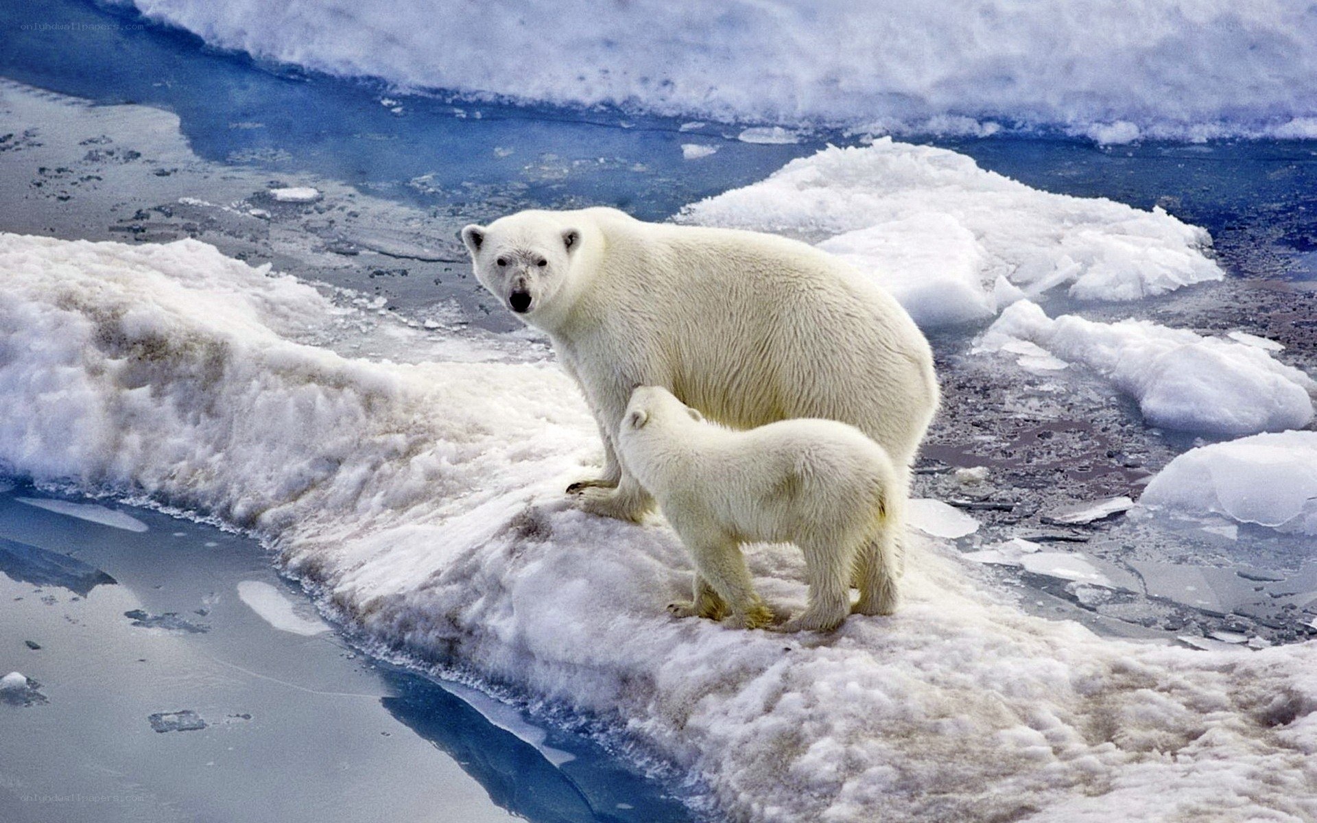 Polar bear and cub on ice