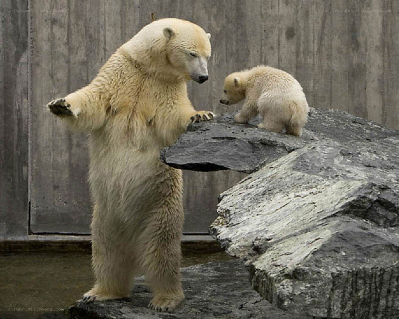 Polar bear and cub on rocks