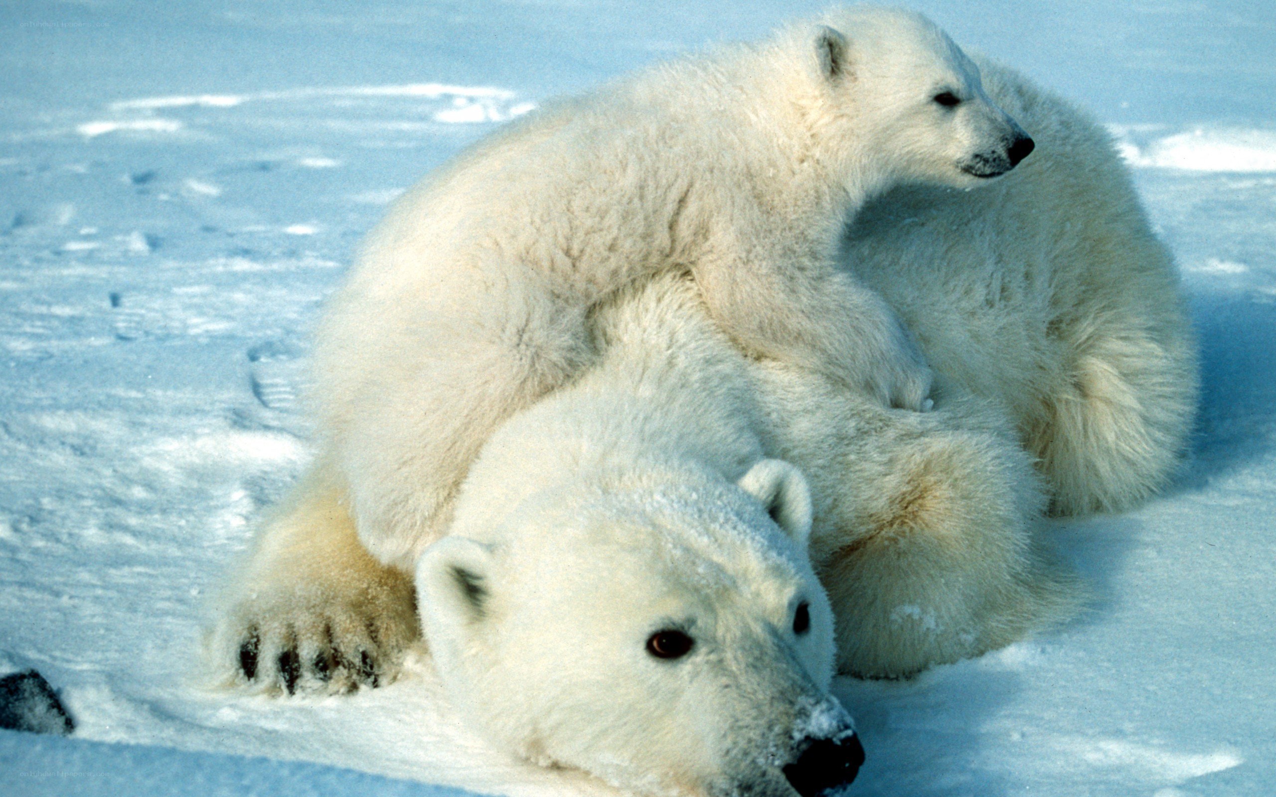 Polar bear and cub on snow