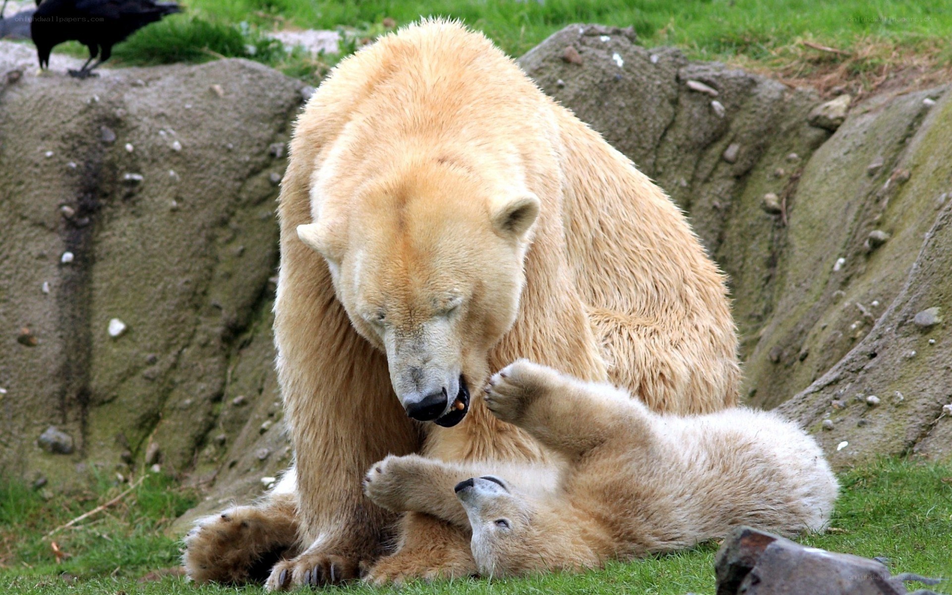 Polar bear and cub playing
