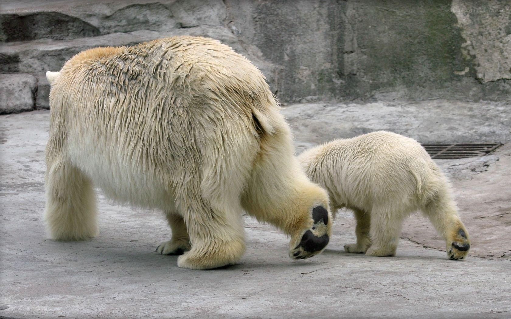 Polar bear and cub walking