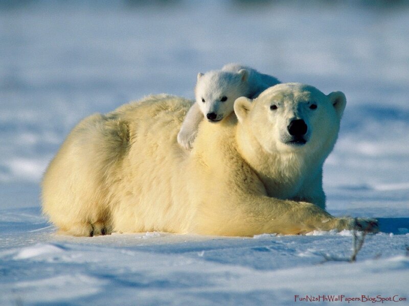 Polar Bear and Cub — White, Blue