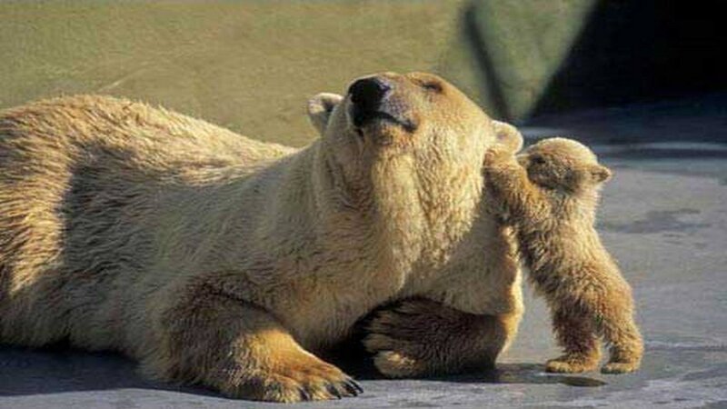 Polar Bear and Cub — White, Calm, Afternoon