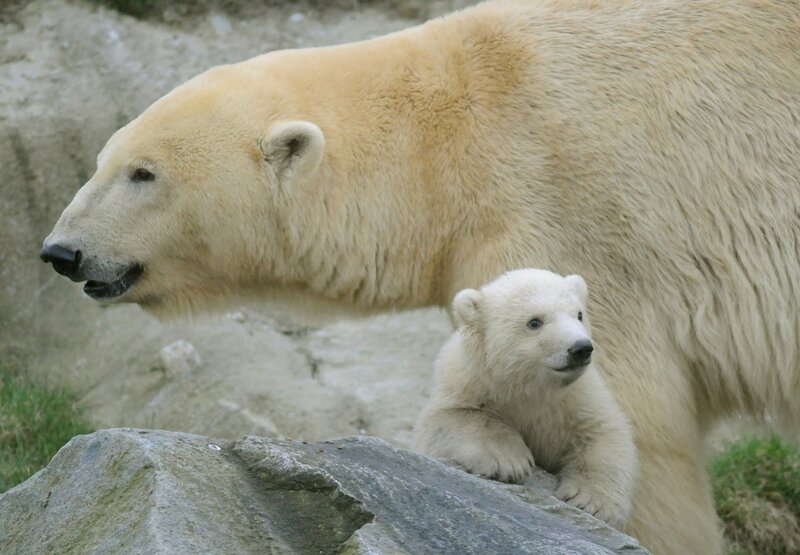 Polar Bear and Cub — White, Calm, Photograph, Rock