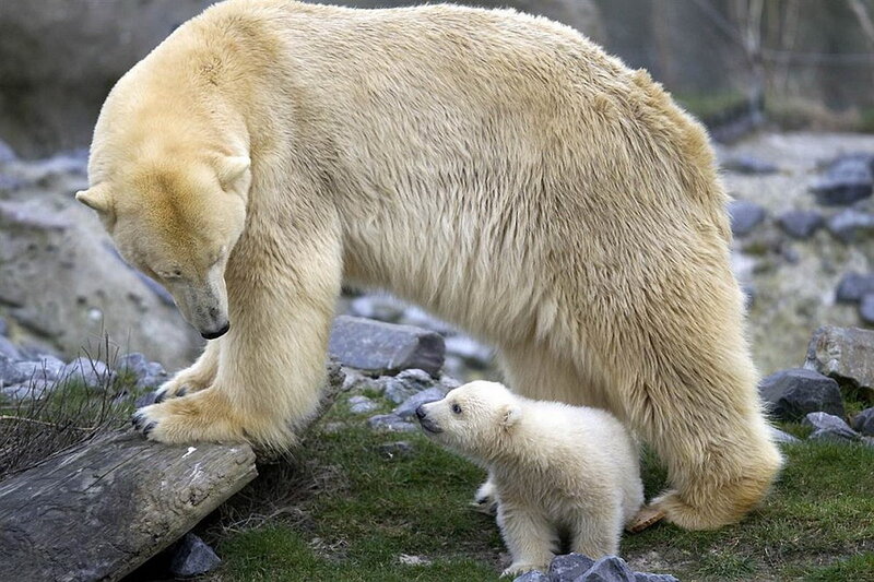 Polar Bear and Cub — White, Calm, Photograph, Rocks