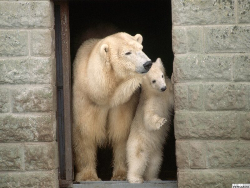 Polar Bear and Cub — White, Calm, Photograph