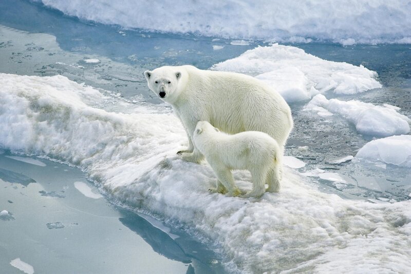 Polar Bear and Cub — White, Calm