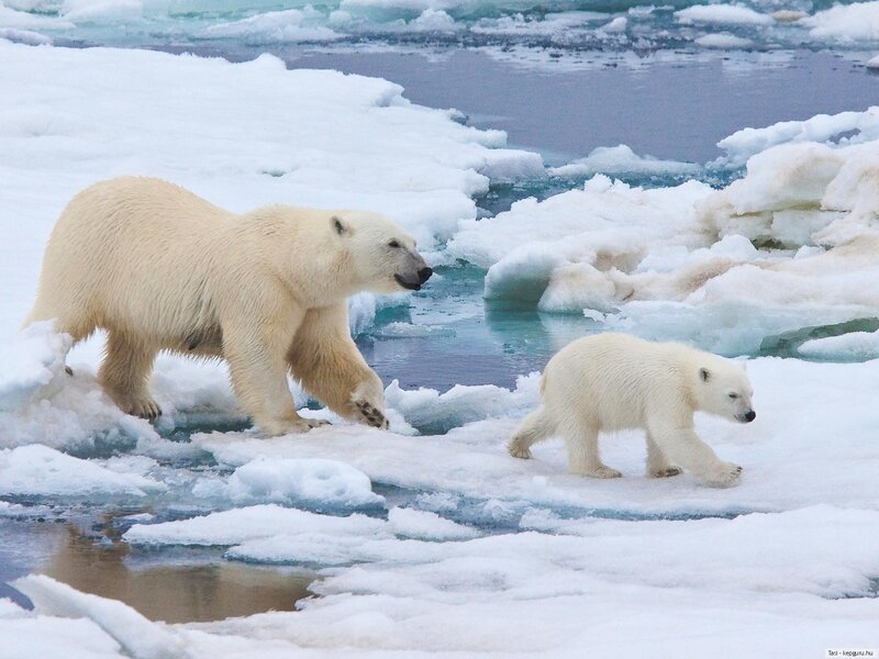 Polar Bear and Cub — White, Calm, Winter, Photograph, Ice Floes