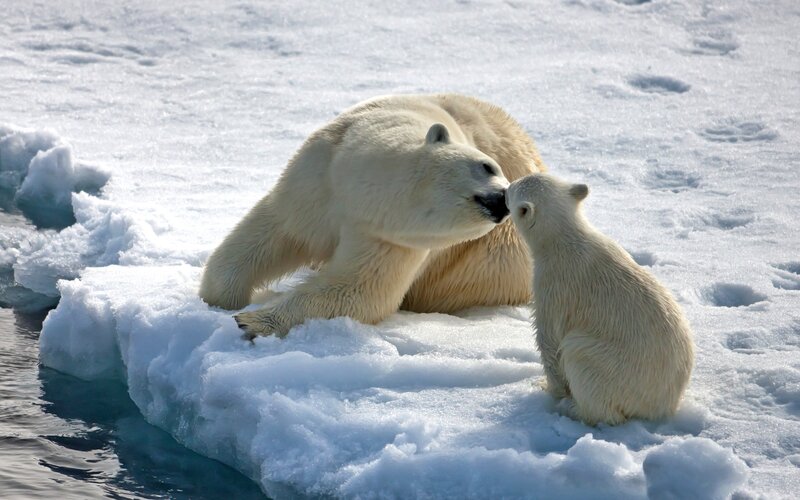 Polar Bear and Cub — White, Calm, Winter, Photograph, Ice, Snow, Water