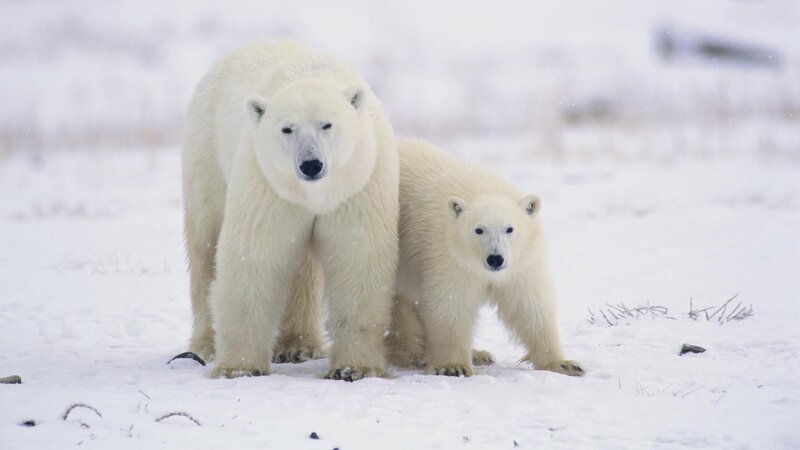 Polar Bear and Cub — White, Calm, Winter, Photograph, Snow, Ice, Black