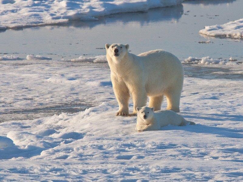 Polar Bear and Cub — White, Calm, Winter, Photograph, Snow, Ice, Water