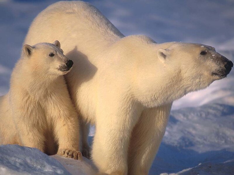 Polar Bear and Cub — White, Calm, Winter, Photograph