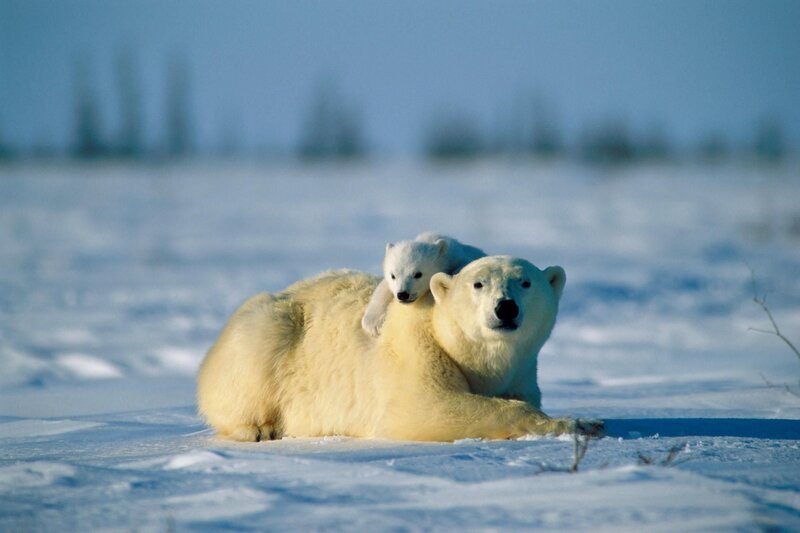 Polar Bear and Cub — White, Calm, Winter