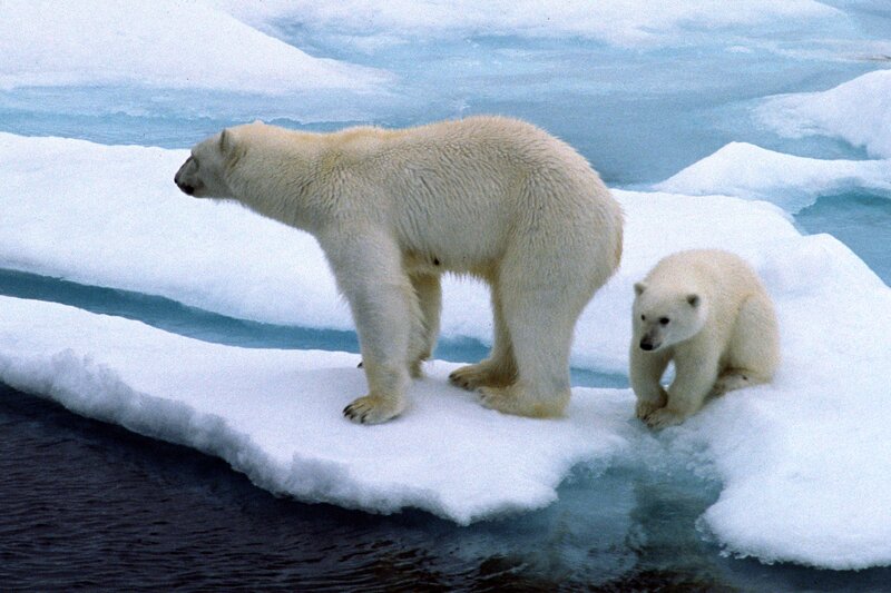 Polar Bear and Cub — White, Cold, Winter, Photograph, Ice Floe
