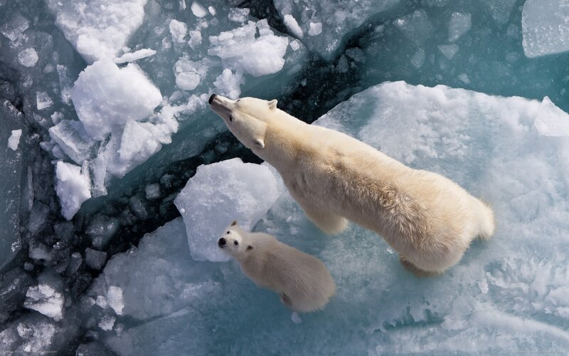 Polar Bear and Cub — White, Cold, Winter, Photograph, Ice