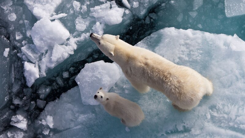 Polar Bear and Cub — White, Cold, Winter, Photograph, Ice, Water, Cracks