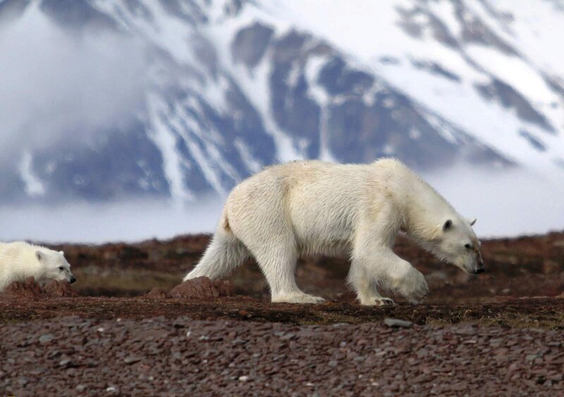Polar Bear and Cub — White, Natural, Photograph, Mountain