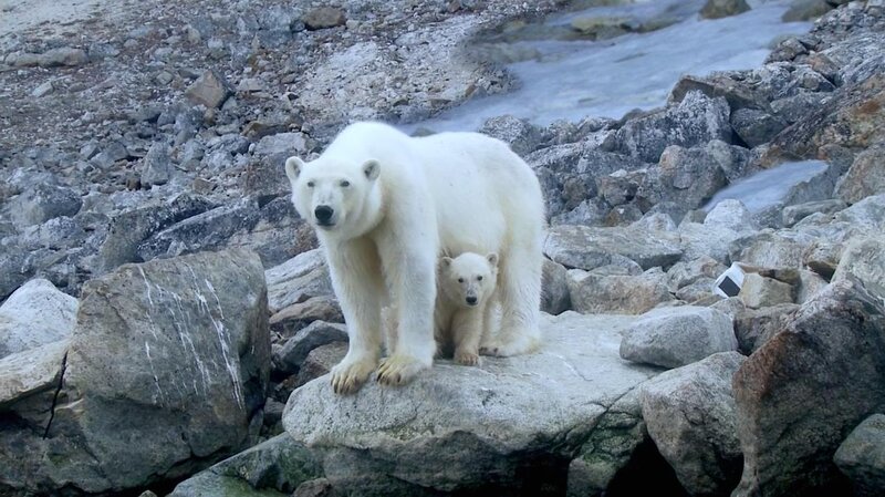 Polar Bear and Cub — White, Natural, Photograph