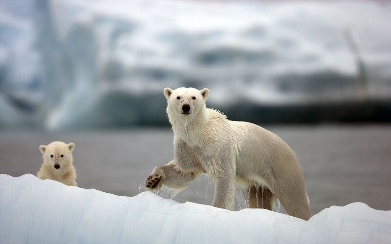 Polar Bear and Cub — White, Natural, Winter