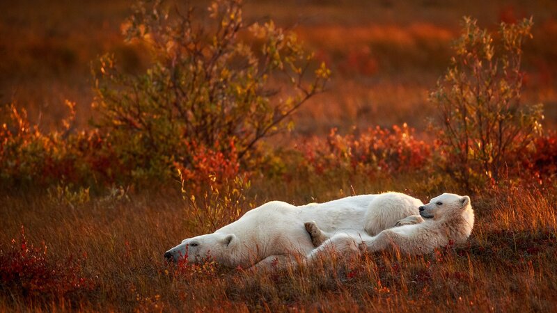 Polar Bear and Cub — White, Serene, Sunset