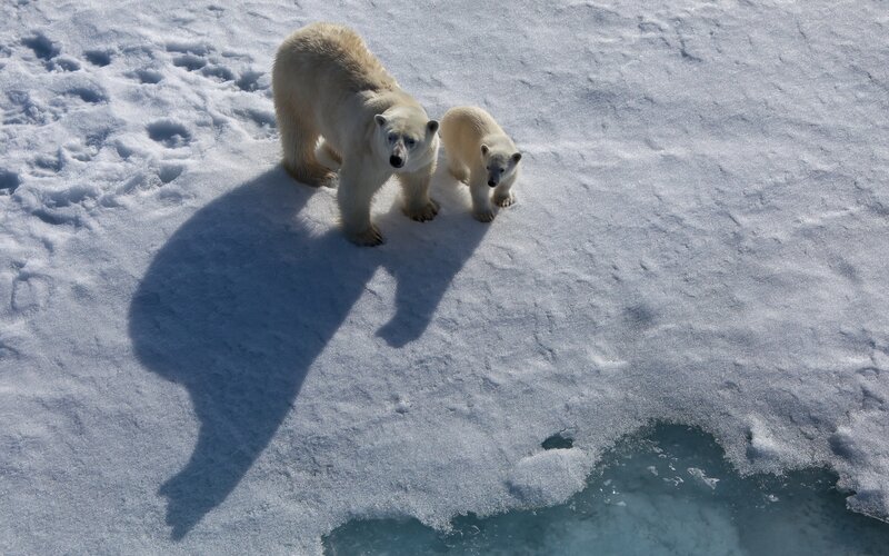 Polar Bear and Cub — White, Serene