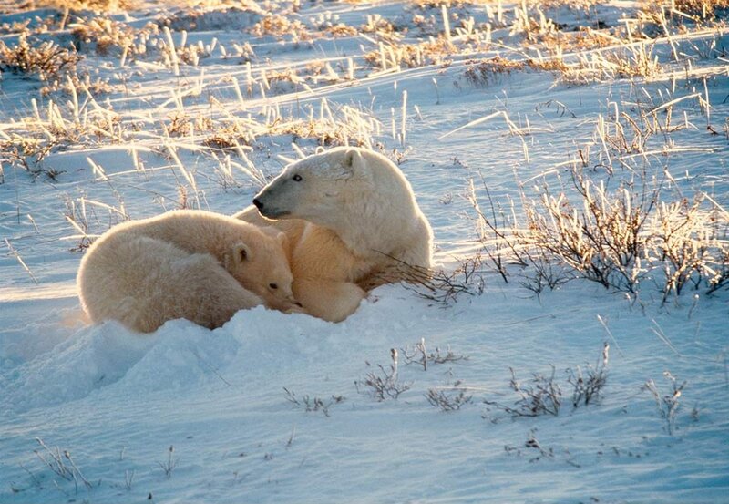 Polar Bear and Cub — White, Serene, Winter, Photograph, Snow, Grass, Sunlight
