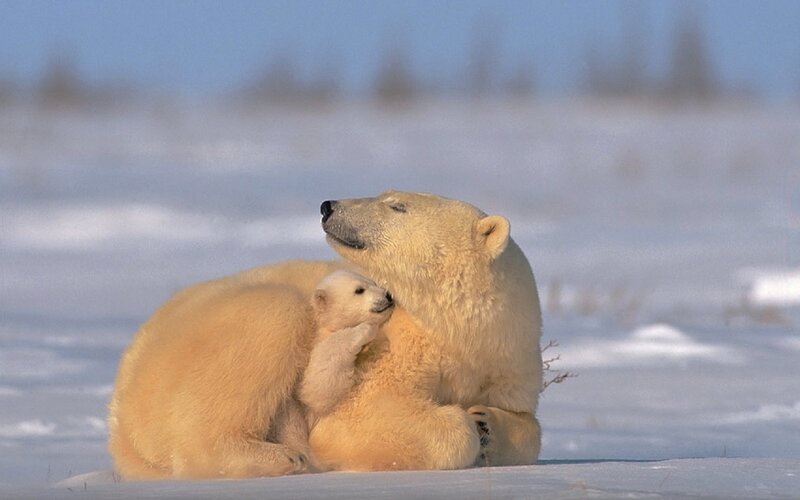 Polar Bear and Cub — White, Serene, Winter, Photograph