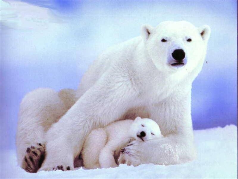 Polar Bear and Cub — White