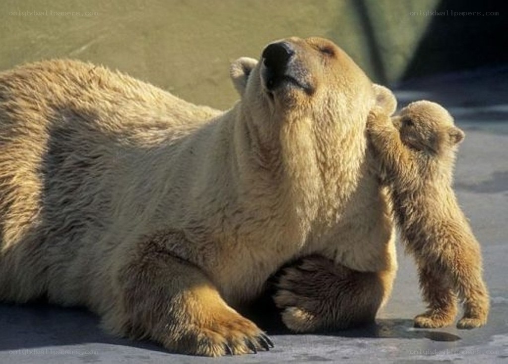 Polar bear and cub