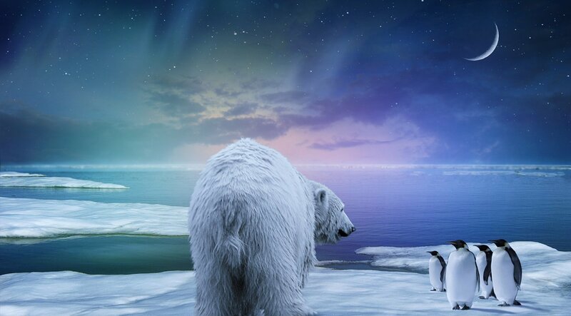 Polar bear and penguins at night