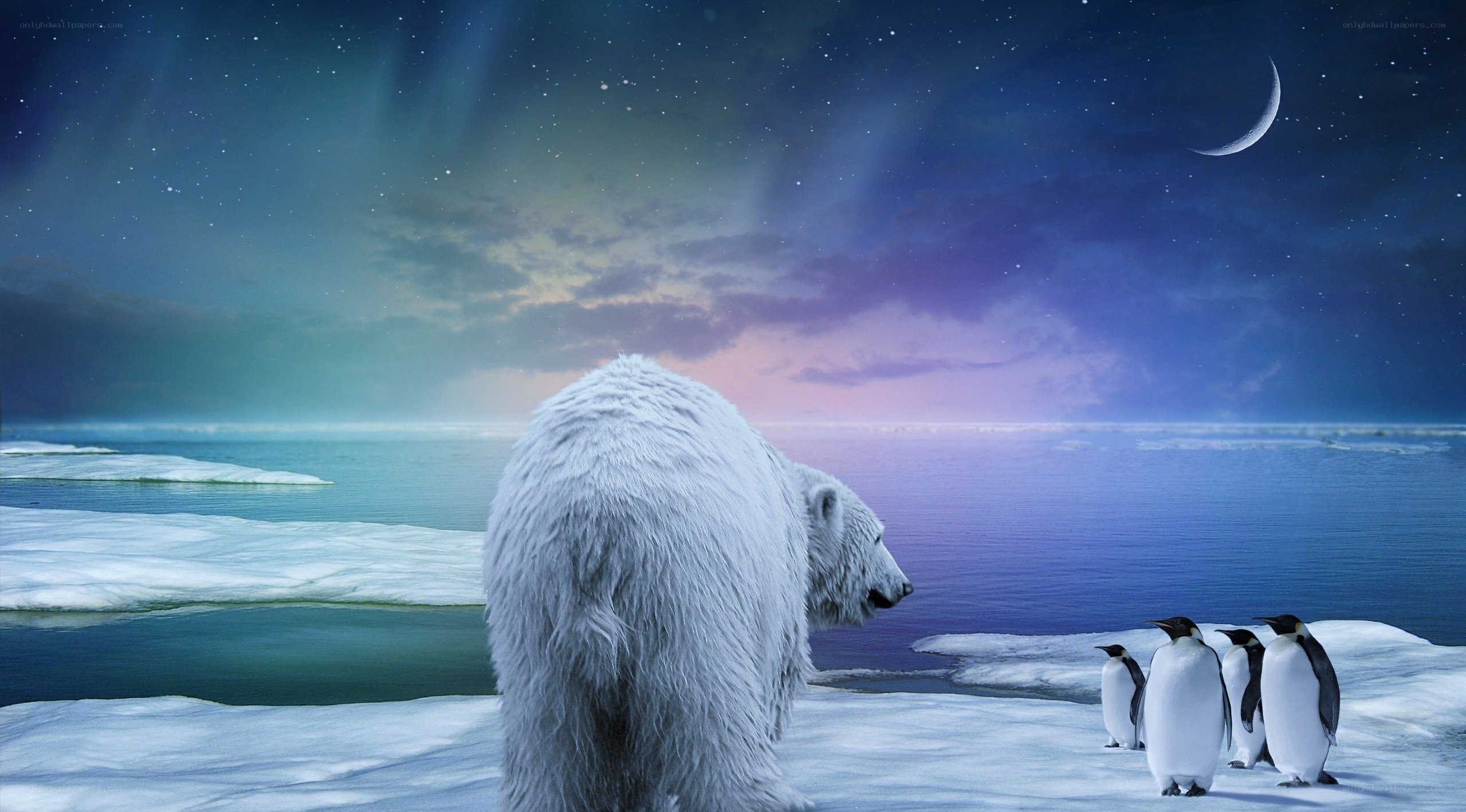 Polar bear and penguins at night