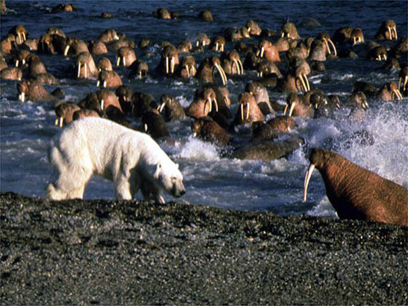 Polar Bear and Walruses