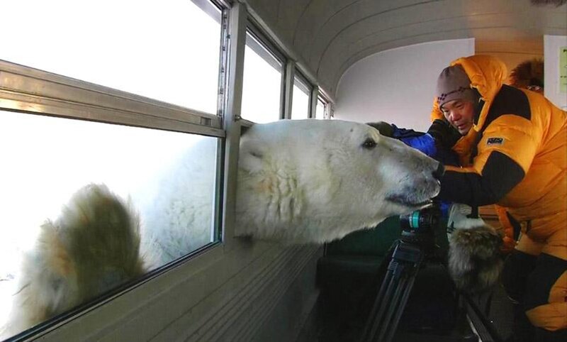 Polar bear at bus window